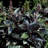 Ljubičasti bosiljak: koristi i štete